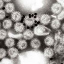 바이러스 이미지