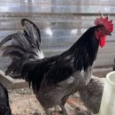 석원농장 이미지