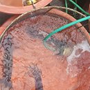 문어일미 | 여행, 임원항 수로공원 입구 어시장 '일미횟집' 자연산 회와 문어숙회 구입기 그리고 콘도에서 시식후기..