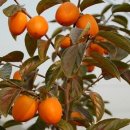 황금개구리 이미지