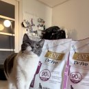 [ANF 무해크루 3기] ANF Dr.Pro 사료 들어는 봤나?
