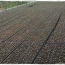 어질농장 이미지