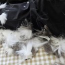 에브리캣 | 동탄고양이무마취미용&amp;호텔강력추천_에브리캣 솔직후기