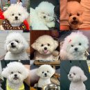 야옹아 멍멍해봐 상무점 이미지