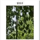 디카시로 일상을 빚다 13) 아임코리안 게제 ＜팔랑귀＞ 이미지