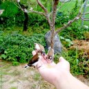 새들가든 이미지