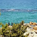 파도대게 이미지