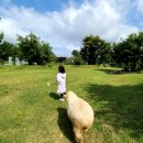 명월목장 | 9월 제주도 제주투어패스 가볼만 곳 양떼목장 테디베어 하우스 명월국민학교 점보빌리지 후기