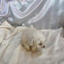 그루밍 플래너 이미지