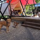 양주글램핑코리아애견캠핑장 이미지