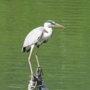 고골낚시터 이미지