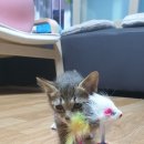 오뚝이PC 이미지