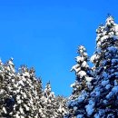 축령산편백나라 이미지