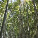 제794차, 진주 가좌산 대숲길과 남강변 길을 걸으며 힐링을 하고 이미지