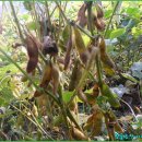 서리농장 이미지