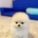 내품안의반려견 은평점 이미지