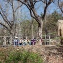 안산벚꽃음악회 이미지