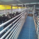 늘푸른 흑염소농장 이미지