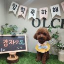 올치유치원 이미지