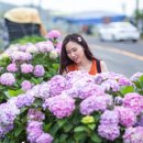 해금강로 이미지