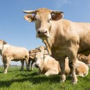 농업회사법인(주)지오엔바이오 | 친환경 농축산 실현, 지오엔바이오