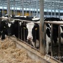 수원축협사료 이미지