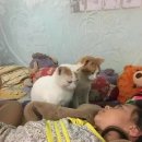 고양이집사 이미지