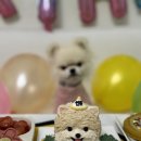 연두네놀이터 | [내돈내산] 반려견 생일 케이크 주문 제작 구리 "연두네놀이터"