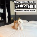 스테이펫_호텔 | [코브스테이] 해운대애견동반호텔 바닷가 1분거리인 가성비 좋은 숙소! 내돈내산 솔직후기