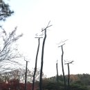 청동솟대-대구새 이미지