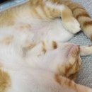 카카오N동물병원 이미지