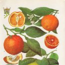 보테니컬 일러스트 이미지