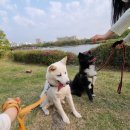 멍바라기 이미지