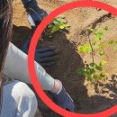 “산삼보다 귀한 ‘풀’인데” 텃밭에 ‘수백개’ 심다가 포착… 이미지