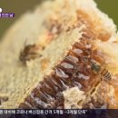 6시내고향 홍천 토종꿀 파는 곳 어디? 10월 25일 1년에 단 한번 토종꿀 뜨던날