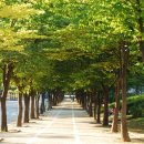 느티나무길 이미지