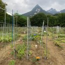 덩쿨농장 이미지