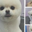 예쁘개 미용 이미지