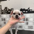 하이멍 애견미용 이미지