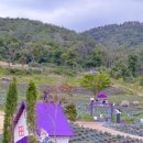 부산 라벤더 팜: 보라빛 향기가 가득한 힐링 공간 이미지