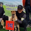 애견전람회