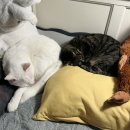 필라테스(취미과정 / 주간) | 노는 게 제일 좋은 31세 직장인 일기