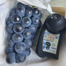 9월4일.청귤,캠벨포도,지리산 충랑포도,납작복숭아,송화고버섯,레몬,산양산삼 이미지