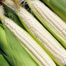 무릉도원면-38 이미지