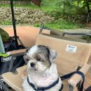 벳소캠프 이미지