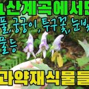 8월 31일 산계곡 등산로 주변에서 만난 나물과 약재식물들―멸가치, 벌깨덩굴, 노루오줌, 관중, 오리방풀, 궁궁이, 큰참나물, 투구꽃, 이미지