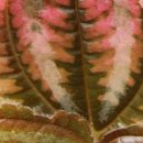 붉은노을 레드글로우 이미지