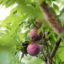 충실농장 이미지