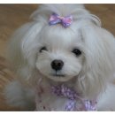 여시발바닥 이미지