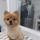 마주봄 애견미용실 이미지